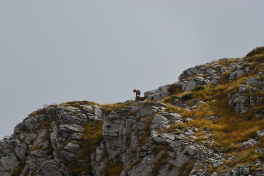 a herd of ipexes in the italian alps