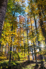Obraz premium Forest with high trees in autumn, Sierra of Aralar in Navarre, Spain