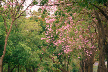 Pink Trumpet flower tree