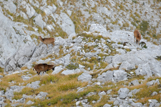 a herd of ipexes in the italian alps