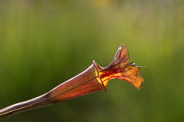 close up carnivorous plant on natural background