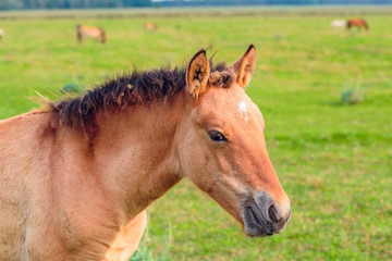 portrait of a young foal