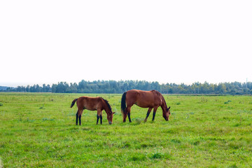 two horses grazing in a meadow  