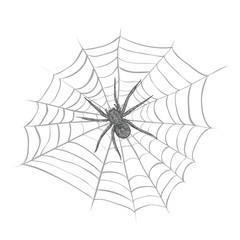 A spider weaves a spider web. Spider and cobweb vector illustration
