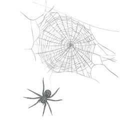 Fototapeta premium A spider weaves a spider web. Spider and cobweb vector illustration