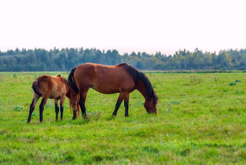 two horses grazing in a meadow  