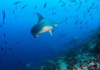 Hammerhead Shark