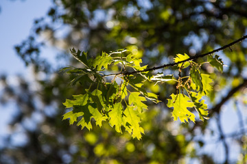 Oak Leaves in Yosemite National park