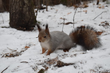 Naklejka na ściany i meble squirrel came out of the woods in search of food