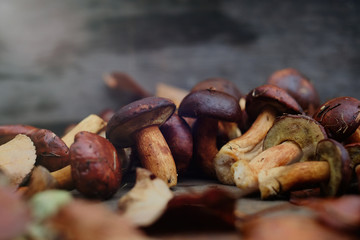 collected forest mushrooms in autumn, warm autumn photo