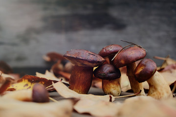 collected forest mushrooms in autumn, warm autumn photo