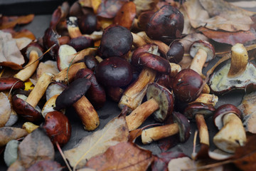 collected forest mushrooms in autumn, warm autumn photo