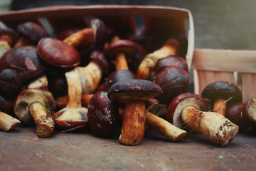 collected forest mushrooms in autumn, warm autumn photo