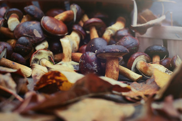 collected forest mushrooms in autumn, warm autumn photo