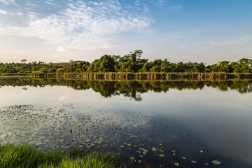 Fototapeta na wymiar forest in reflection on the lake