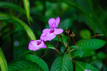 orchids