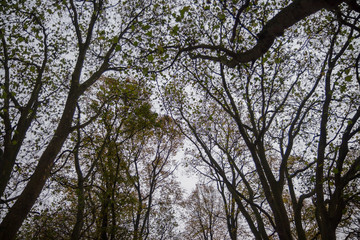 Obraz premium Autumn time in a park with lush foliage