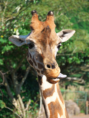 Obraz premium キリン