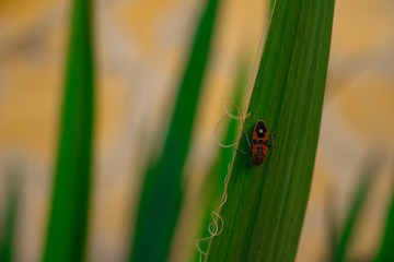 красный жук на траве