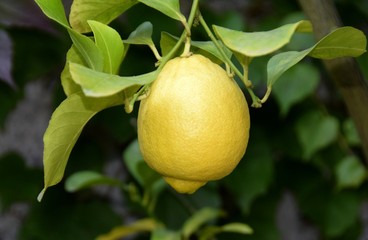 closeup of a ripe lemon on a tree