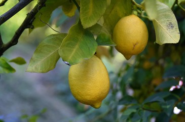 closeup of two ripe lemon on a tree