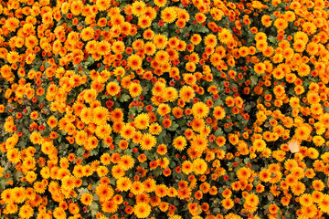 Flower chrysanthemum in autumn garden