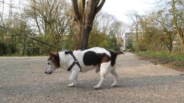 Very old little dog walking in park. Slow motion.