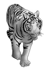 Fototapeta na wymiar White tiger