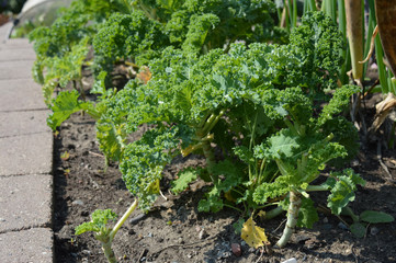 Kale in the garden