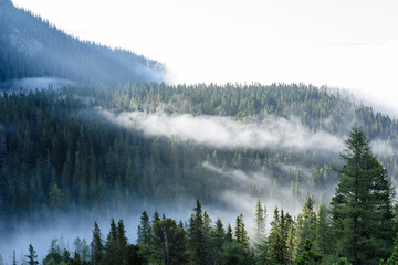 Fototapeta na wymiar mist covered mountains with forests