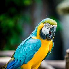 Colorful macaw on branch