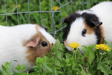 guinea pig in his cage on green grass