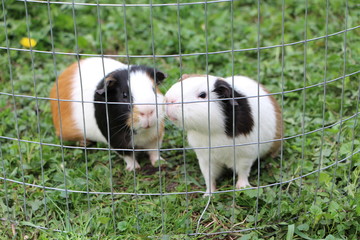 guinea pig in his cage on green grass
