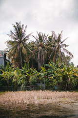 Palm Trees in Bali