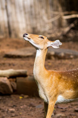 Naklejka na ściany i meble Deer in zoo