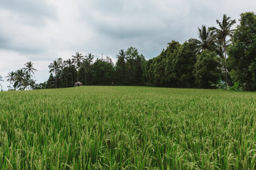 Rice paddy in Bali, Indonesia