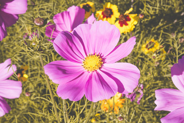 cosmea flowers arrangement 3