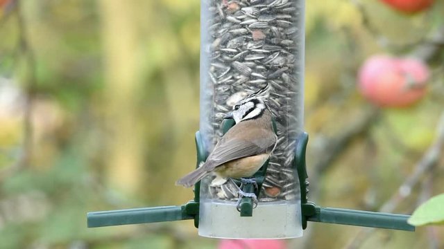Haubenmeise am Futterautomat