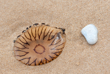 Fototapeta na wymiar A dead jellyfish lying on a sand beach