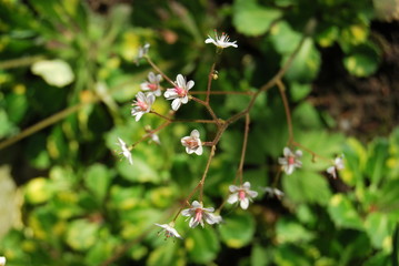 Porzellanblümchen (Saxifraga × urbium) - Steinbrech