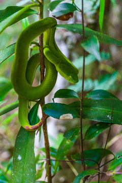 Green snake hides on a small branch in the forests of Thailand.