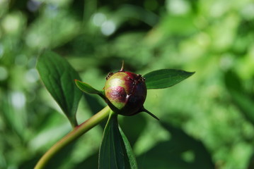 Knospe einer Pfingstrose (Paeonia)