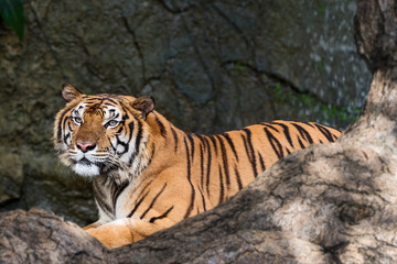 Fototapeta na wymiar Close up tiger.