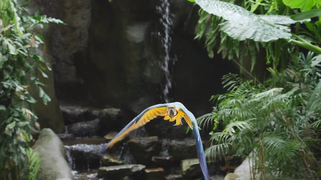 Slow motion, golden-blue macaw parrot in flight against waterfall in a jungle