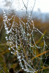 Spiderweb with droplets of dew