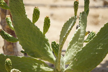 Cultivation of cacti in the home. Landscape of cacti. Field of cacti. Close-up