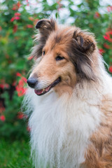 Beautiful rough collie portrait, long hair