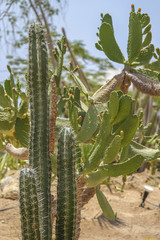 Cultivation of cacti in the home. Landscape of cacti. Field of cacti. Close-up