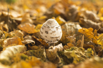 Mushroom in autumn forest