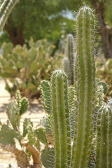Cultivation of cacti in the home. Landscape of cacti. Field of cacti. Close-up